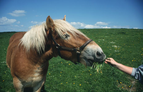 Snack bei Nrre Vrist